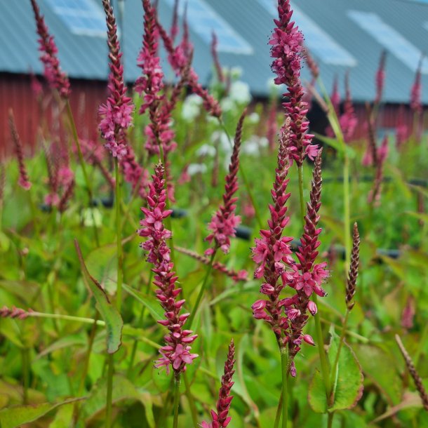 Persicaria amplexicaulis 'Keep Smiling'. <br/>Kertepileurt