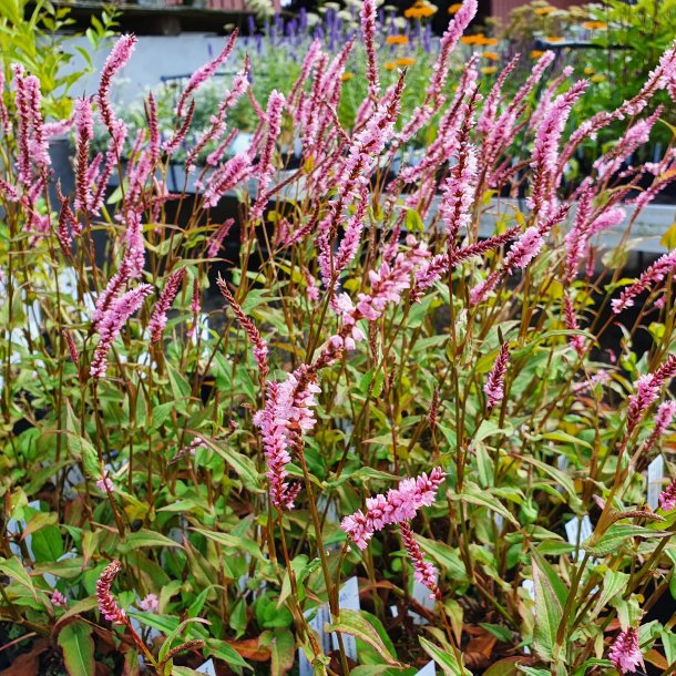 Persicaria amplexicaulis 'Pink Elephant'. <br/>Kertepileurt