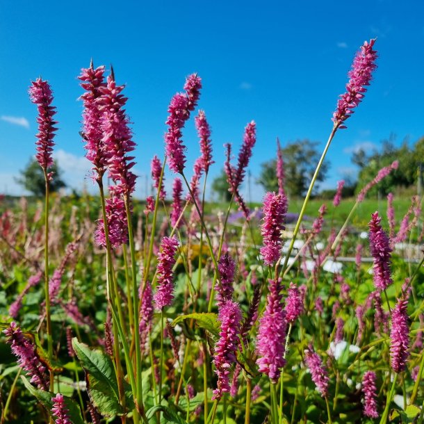 Persicaria amplexicaulis 'Pinkfield'. <br/>Kertepileurt