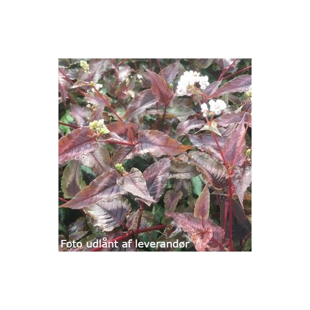 Persicaria microcephala 'Red Dragon'. <br/>Pileurt