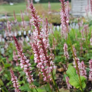 Kertepileurt - Persicaria