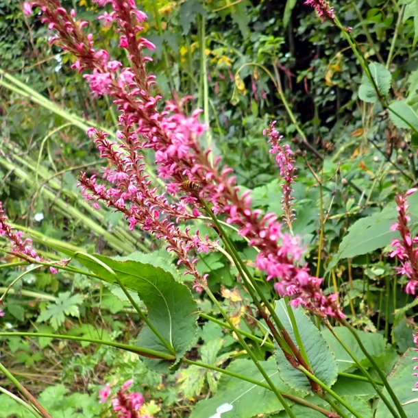 Persicaria amplexicaulis 'Rowden Gem'. <br/>Kertepileurt