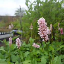 Persicaria bistorta 'Superba'. <br/>Slangeurt