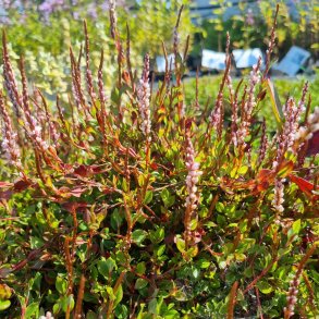 Persicaria vacciniifolia. <br/>Pileurt
