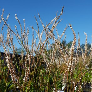 Persicaria amplexicaulis 'White Eastfield'. <br/>Kertepileurt