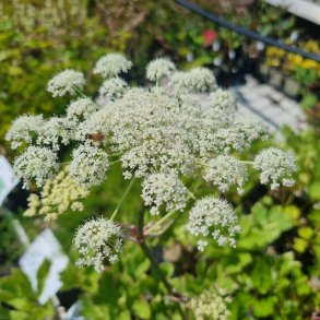 Peucedanum ostruthium 'Daphnis'. <br/>Mesterurt