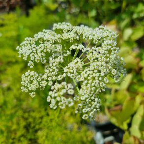 Peucedanum rablense. 