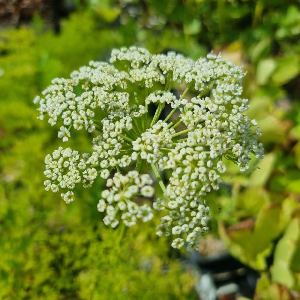Peucedanum rablense. 
