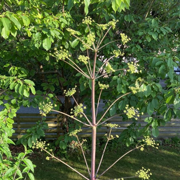 Peucedanum verticillare. <br/>Staudefennikel