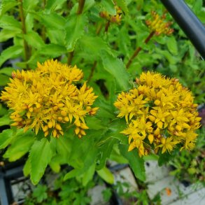 Phedimus aizoon. <br/> Skt. Hansurt