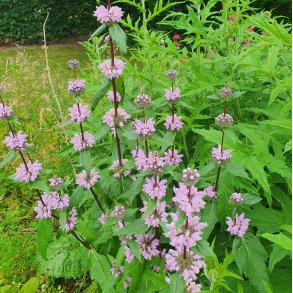 Phlomoides tuberosa 'Amazone'. <br/>Lvehale