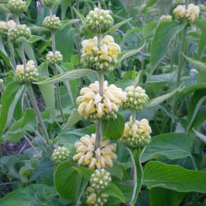 Phlomis russeliana. <br/>Lvehale