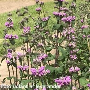 Phlomis taurica 'JS Torch of Heaven'. <br/>L�vehale