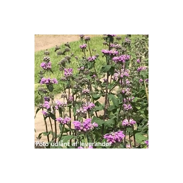 Phlomis taurica 'JS Torch of Heaven'. <br/>Lvehale