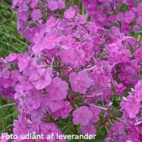Phlox amplifolia. <br/>Floks