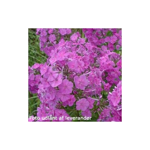 Phlox amplifolia. <br/>Floks