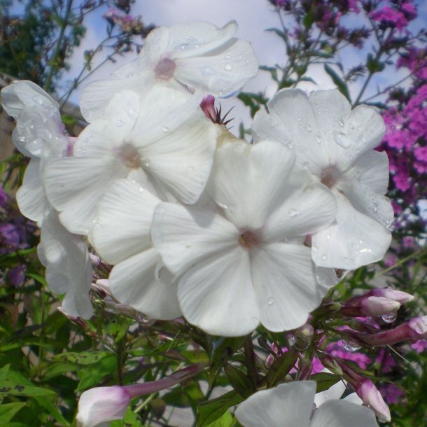 Phlox paniculata 'Anne'. <br/>Floks