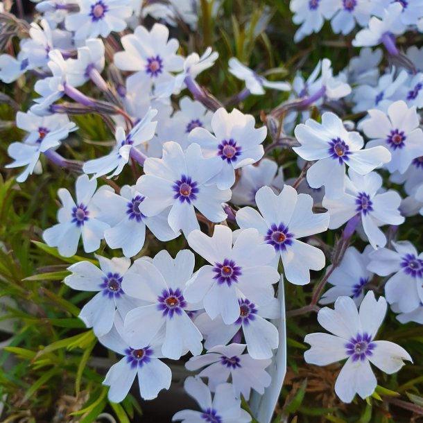 Phlox subulata 'Bavaria'. <br/>Lyngfloks