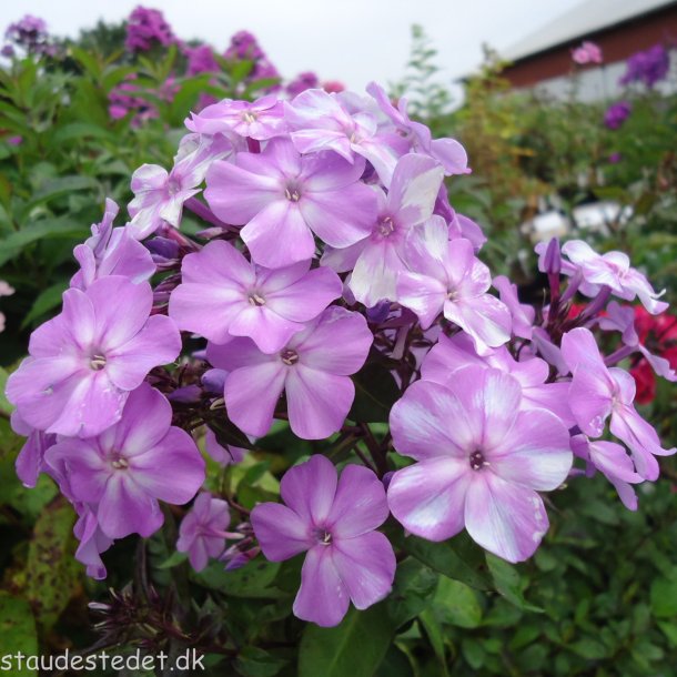 Phlox paniculata 'Blue Boy'. <br/>Floks