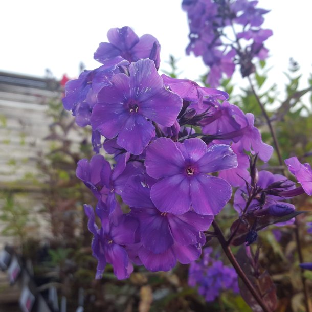Phlox paniculata 'Blue Paradise'. <br/>Floks