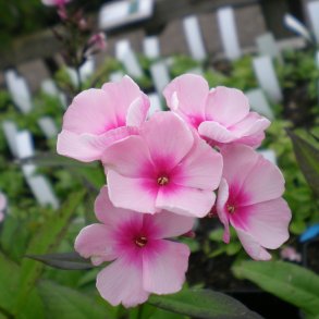 Phlox paniculata 'Bright Eyes'. <br/>Floks