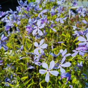 Phlox divaricata 'Clouds of Perfume'. <br/>V�rfloks