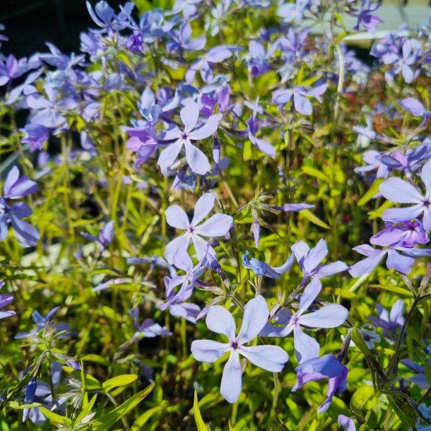 Phlox divaricata 'Clouds of Perfume'. <br/>V�rfloks