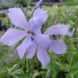Phlox divaricata 'Clouds of Perfume'. <br/>V�rfloks