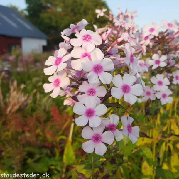 Phlox paniculata 'Edentuin'. <br/>Floks