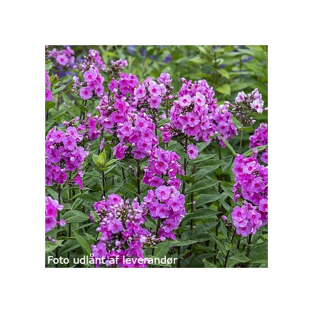 Phlox paniculata 'Eva Cullum'. <br/>Floks
