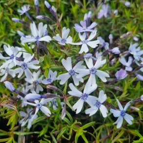 Phlox subulata FABULOUS BLUE VIOLET 'Florphfabv'.<br/>Lyngfloks