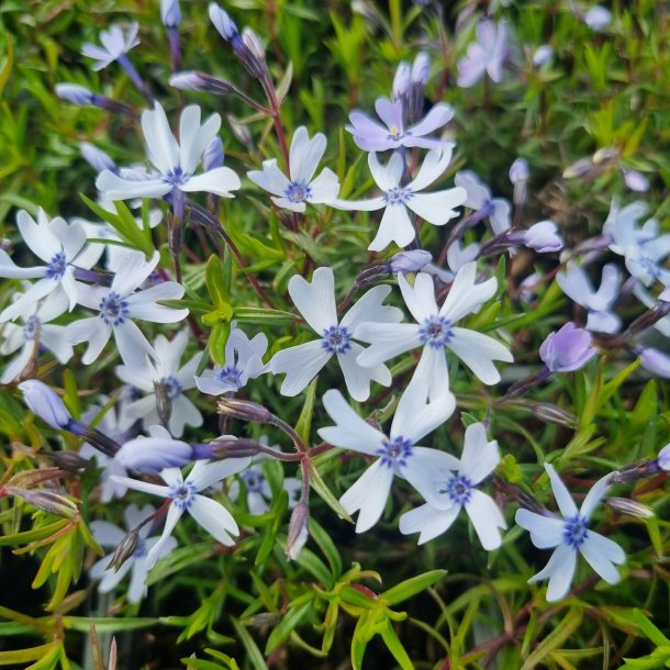 Phlox subulata FABULOUS BLUE VIOLET 'Florphfabv'.<br/>Lyngfloks