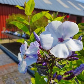 Phlox paniculata BLUE FLAME. <br/>Floks