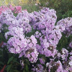 Phlox paniculata 'Franz Schubert'. <br/>Floks