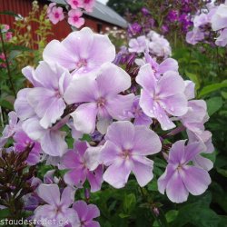 Phlox paniculata 'Franz Schubert'. <br/>Floks