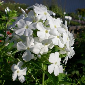 Phlox paniculata 'Mount Fuji'. <br/>Floks