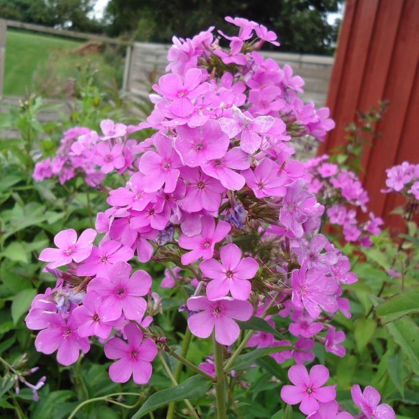 Phlox paniculata 'Hesperis'. <br/>Floks