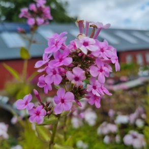 Phlox paniculata JS� 'Jeana'. <br/>Floks