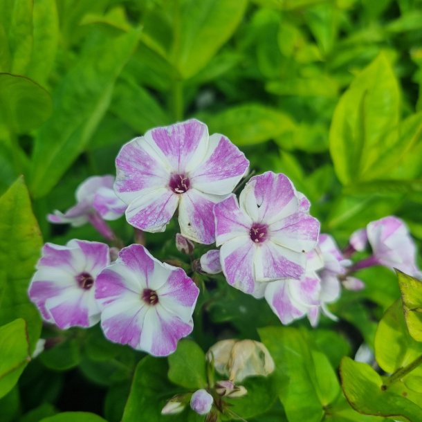 Phlox paniculata Flame 'Lilac star'. <br/>Floks