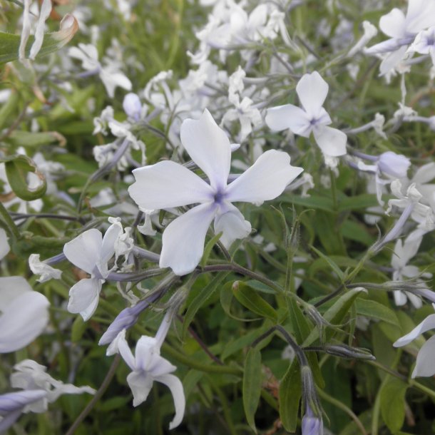 Phlox divaricata 'May Breeze'. <br/>Vrfloks