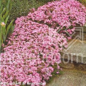 Phlox subulata 'Moerheimii'.<br/>Lyngfloks
