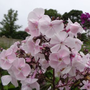 Phlox paniculata 'Monica Lynden-Bell'. <br/>Floks