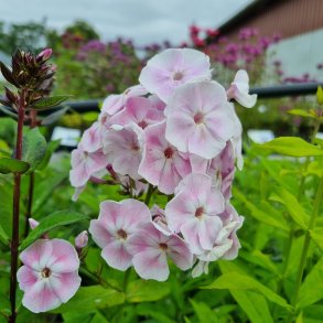 Phlox paniculata 'Mother of Pearl'. <br/>Floks