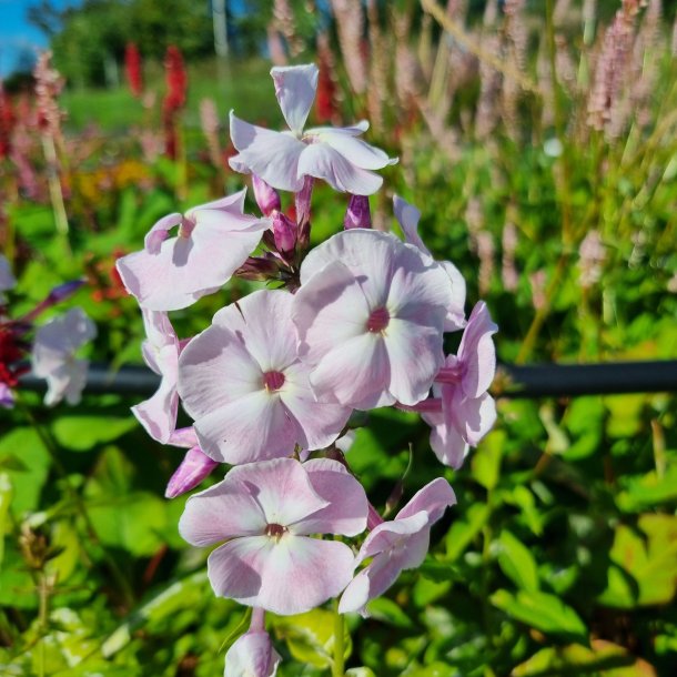 Phlox paniculata 'Mother of Pearl'. <br/>Floks