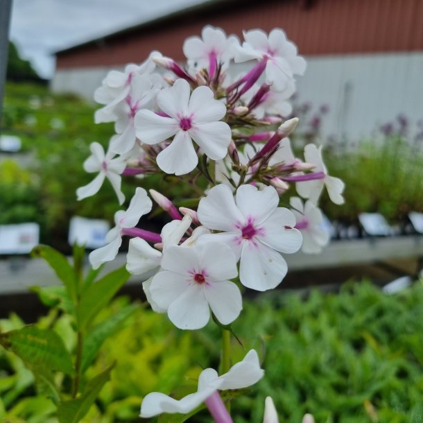 Phlox paniculata 'Nirvana'.<br/>Floks