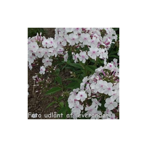 Phlox paniculata 'Nirvana'.<br/>Floks