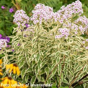 Phlox paniculata 'Norah Leigh'. <br/>Floks