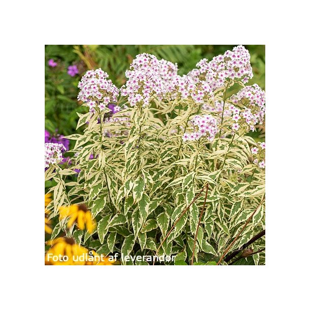 Phlox paniculata 'Norah Leigh'. <br/>Floks