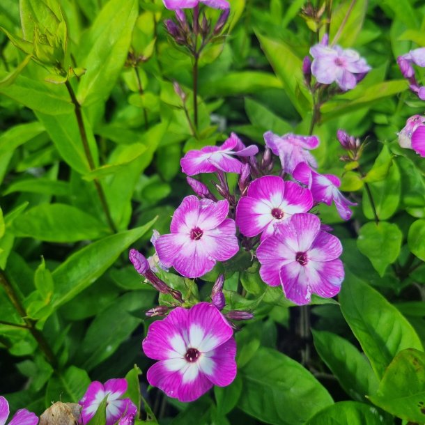 Phlox paniculata Flame 'Pro Purple'. <br/>Floks