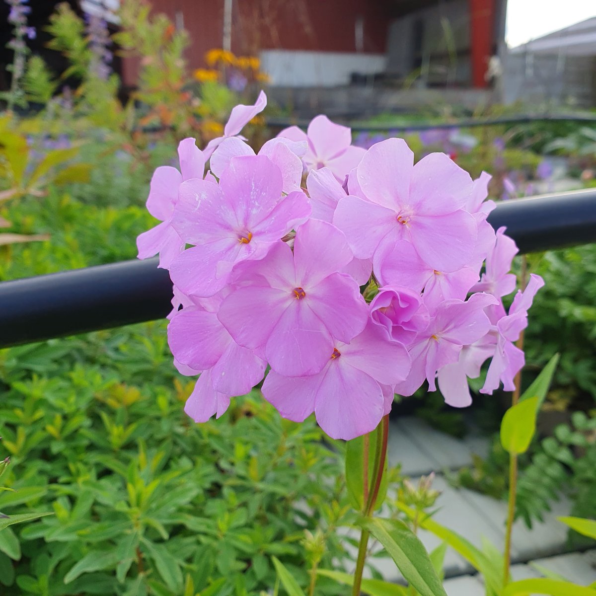 Phlox hybrida 'Rose Bouquet'. Floks Stauder P Staudestedet